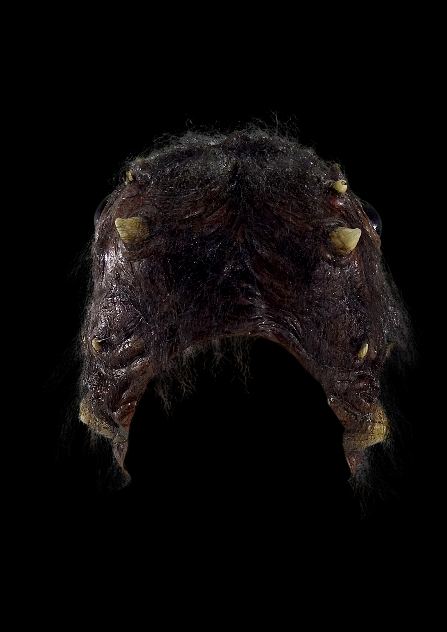 Araña