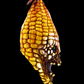 Evil Corn