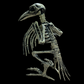 Esqueleto Pajaro