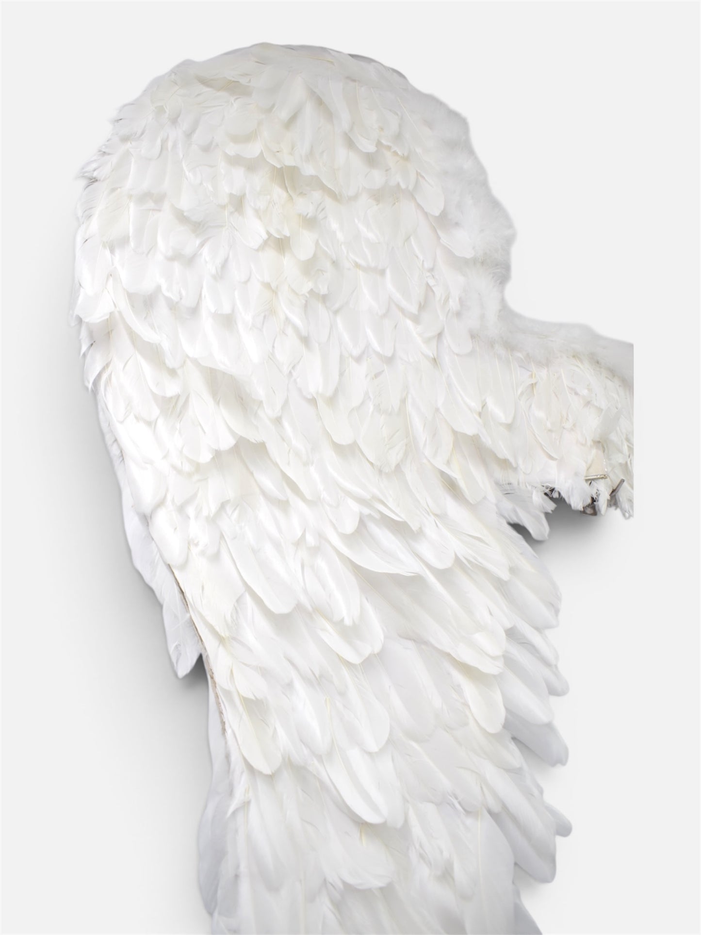 Alas de Ángel de Plumas Medianas