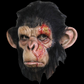 Infected Chimp