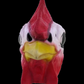 Rooster