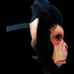 Infected Chimp