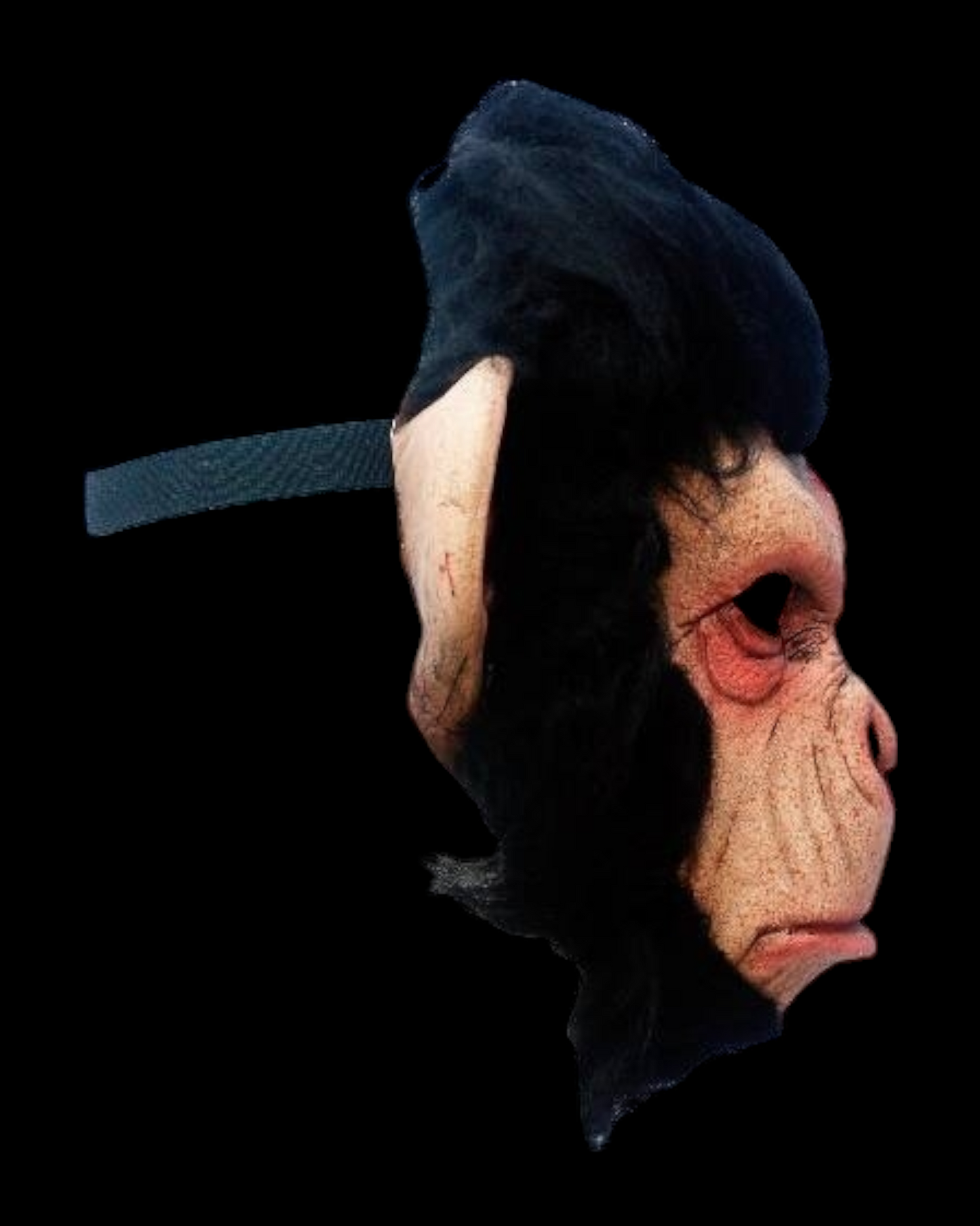 Infected Chimp