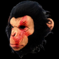 Infected Chimp